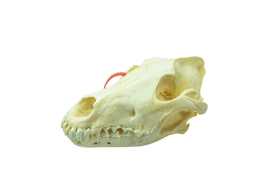 Wolf Skull (15-218-G2967)
