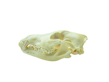 Wolf Skull (15-218-G2968)