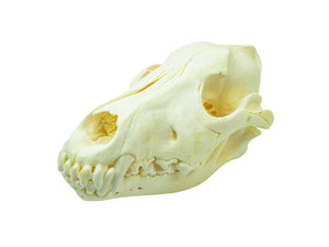 Wolf Skull (15-218-G2968)