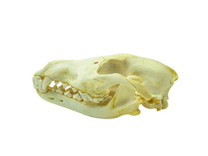 Wolf Skull (15-218-G2969)