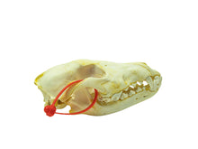 Wolf Skull (15-218-G2969)