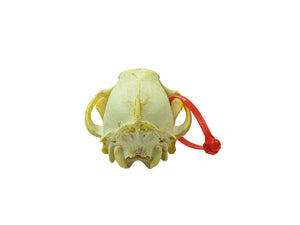 Wolf Skull (15-218-G2969)