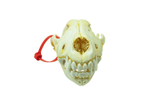 Wolf Skull (15-218-G2969)