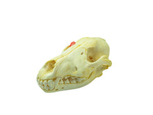 Wolf Skull (15-218-G2969)