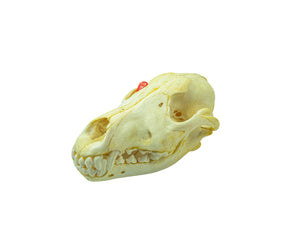 Wolf Skull (15-218-G2969)