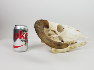 Ram Skull (15-233-G2681)