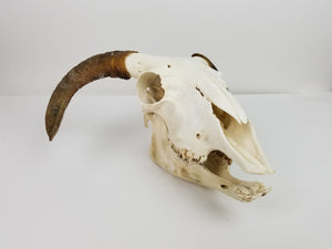 Ram Skull (15-233-G2681)