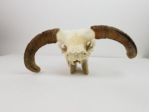 Ram Skull (15-233-G2681)