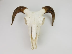 Ram Skull (15-233-G2681)