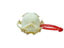 Canadian Lynx Skull (15-236-G2962)