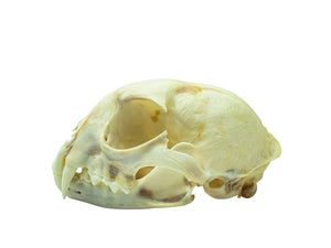 Canadian Lynx Skull (15-236-G2963)