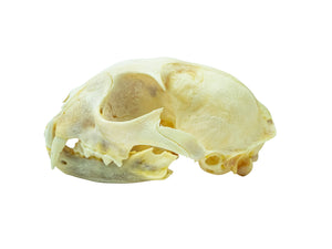 Canadian Lynx Skull (15-236-G2964)