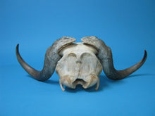 Musk Ox Skull and Cap (15-240-1-G04)