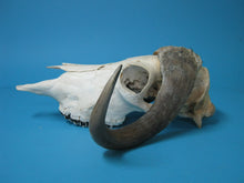 Musk Ox Skull and Cap (15-240-1-G04)