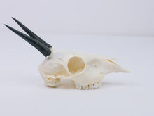 Gray Duiker Skull (15-249-G2657)