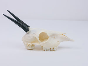 Gray Duiker Skull (15-249-G2657)