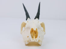 Gray Duiker Skull (15-249-G2657)