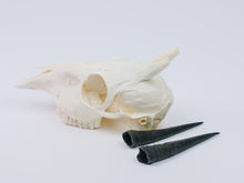 Gray Duiker Skull (15-249-G2657)