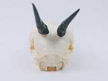 Gray Duiker Skull (15-249-G2657)