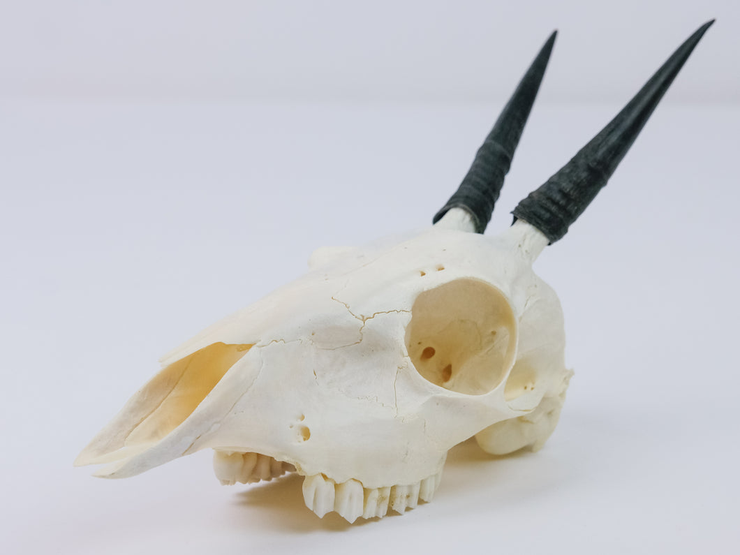 Gray Duiker Skull (15-249-G2657)