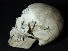 Human Skull with Articulations (15-254-G01)