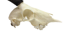 Female Springbok Skull (15-257-G2893)