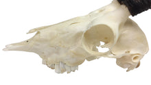 Female Springbok Skull (15-257-G2893)