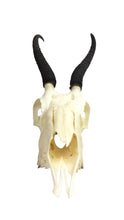 Female Springbok Skull (15-257-G2893)