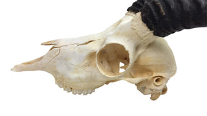 Male Springbok Skull (15-257-G2894)