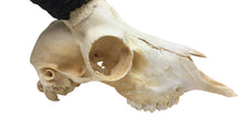 Male Springbok Skull (15-257-G2894)