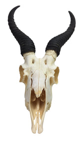 Male Springbok Skull (15-257-G2894)