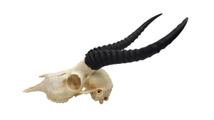 Male Springbok Skull (15-257-G2894)