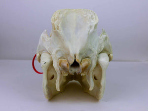 Boar (Domestic Pig) Skull (15-264-G2774)