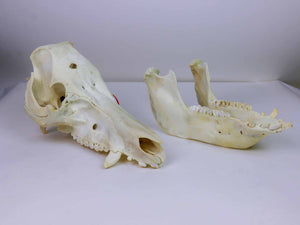 Boar (Domestic Pig) Skull (15-264-G2774)