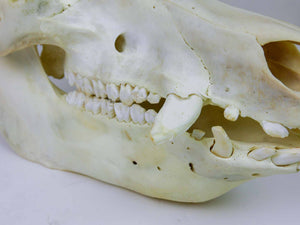 Boar (Domestic Pig) Skull (15-264-G2774)