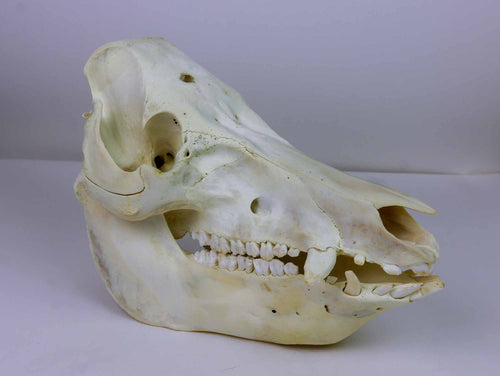 Boar (Domestic Pig) Skull (15-264-G2774)