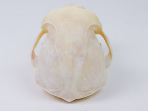 Chacma Baboon Skull (15-270-G2661)