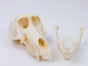 Chacma Baboon Skull (15-270-G2661)