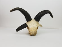 Jacob's Ram Skull (15-272-G2680)
