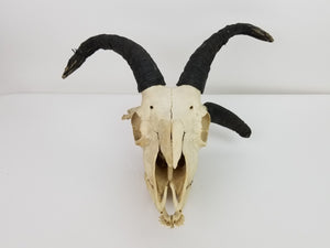 Jacob's Ram Skull (15-272-G2680)