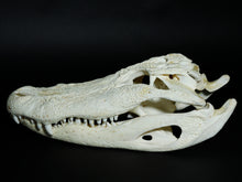 Alligator Skull (15-4A14-G10)