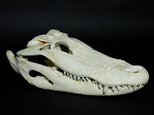 Alligator Skull (15-4A14-G10)