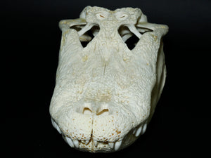 Alligator Skull (15-4A14-G10)