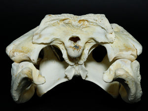 Alligator Skull (15-4A14-G10)