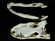 Alligator Skull (15-4A14-G10)