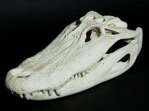 Alligator Skull (15-4A14-G10)