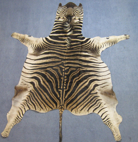 Trophy Grade Burchell Zebra skin (168-T-G103)