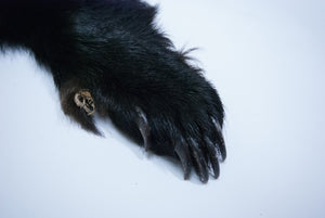 Black Bear Skin (175-30-G1384)