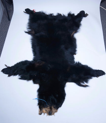 Black Bear Skin (175-30-G1384)