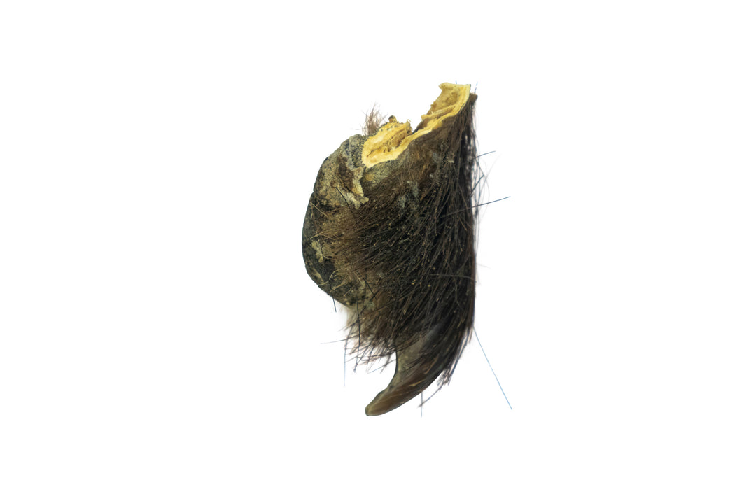 Grizzly Bear Rear Claw (209-07-G2907)
